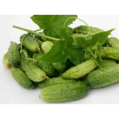 CREATOR / КРІЕЙТОР