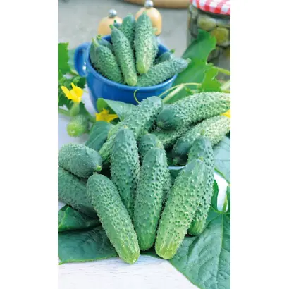 Mathilde F1 / Матильда F1