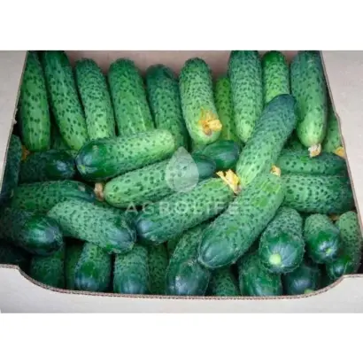 Medіa F / Медіа F1