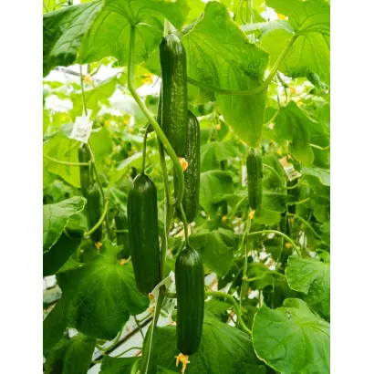 Medora / Медора