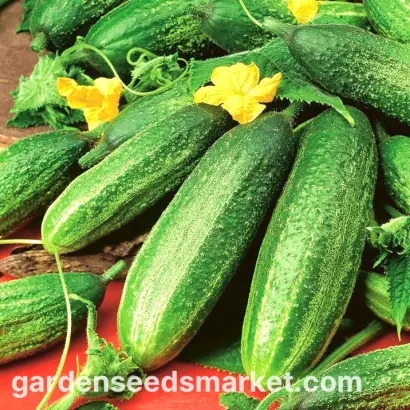 Mіра F1 / Міра F1