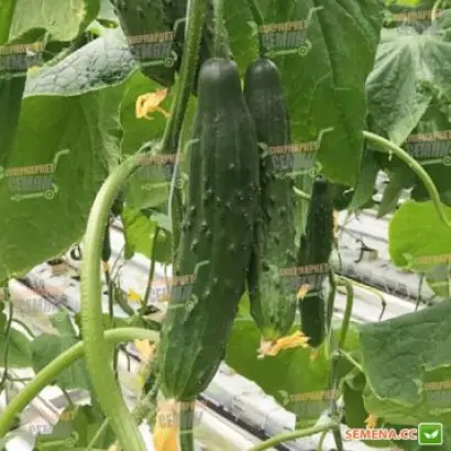 Munira / Муніра