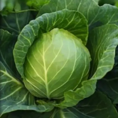 Одисей / Одісей