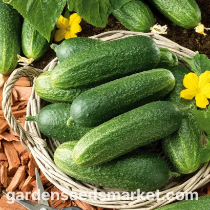 Othello F1 / Отелло F1