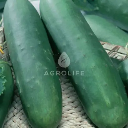 Ophix F1 / Офікс F1