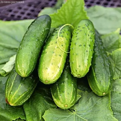 Пасадена F1 (Колорадо F1) / Пасадена F1