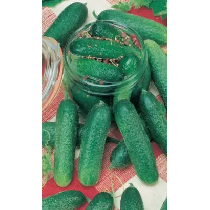 Profi F1 / Профі F1