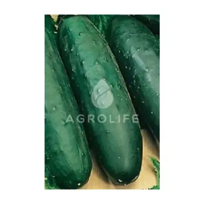 Ramzes / Рамзес