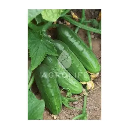 Regia F1 / Регія F1