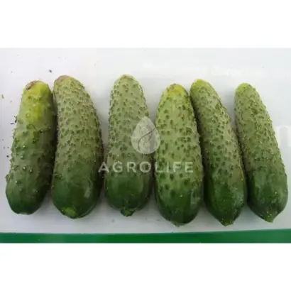 Royal F1 / Роял F1