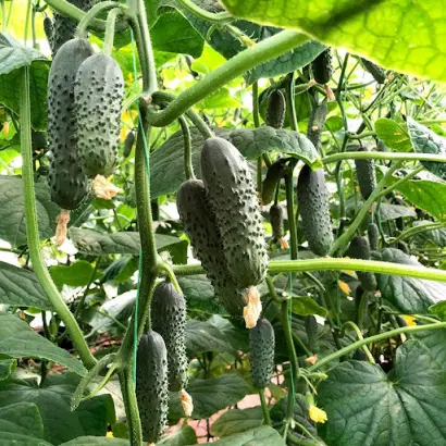 Rubato / Рубато