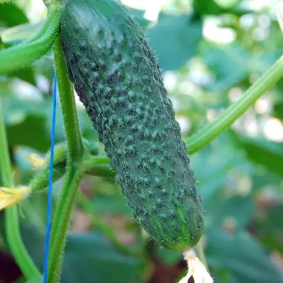 Sigurd / Сігурд