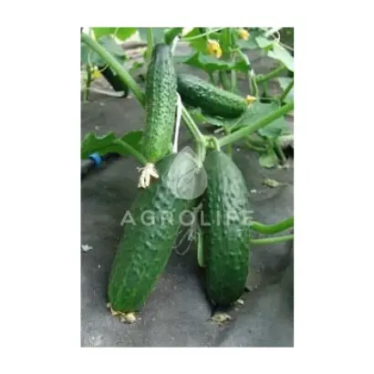 Tolstoj F1 / Толстой F1