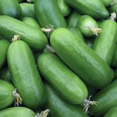 Fianchetto / Фіанчетто