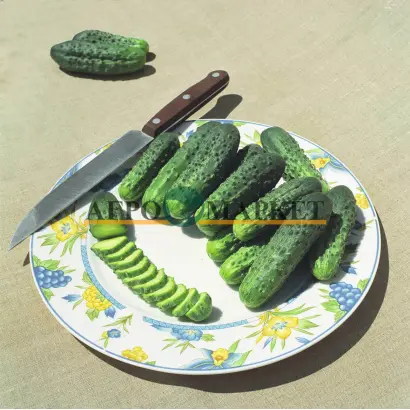 Allianz / Альянс