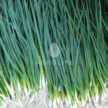 Vulcan / Вулкан