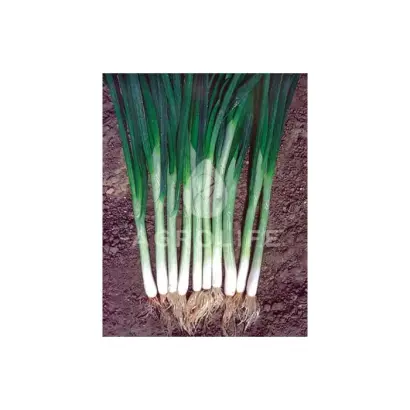 Green Banner / Грін Баннер