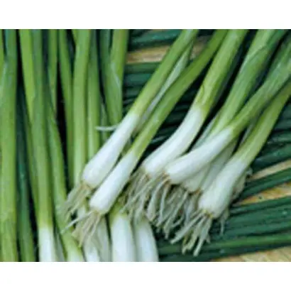 Entita / Ентіта