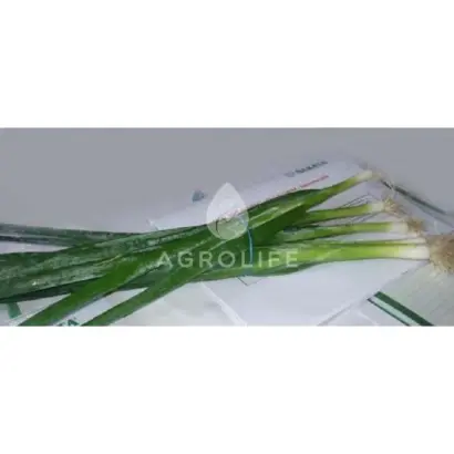 Long White Koshigaya / Лонг Уайт Кошигая