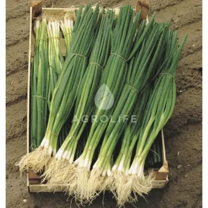 Parade / Параде