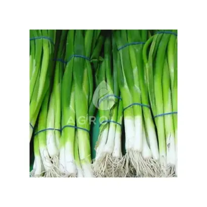 Strada / Страда