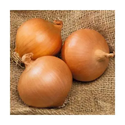 Augusta / Августа