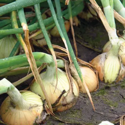 Balstar F1 / Балстар F1