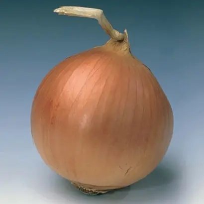 Banko / Банко F1