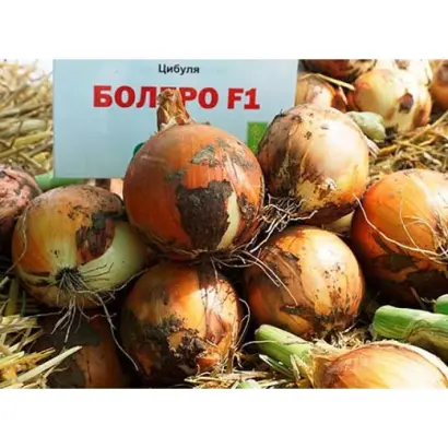 Bolero / Болеро