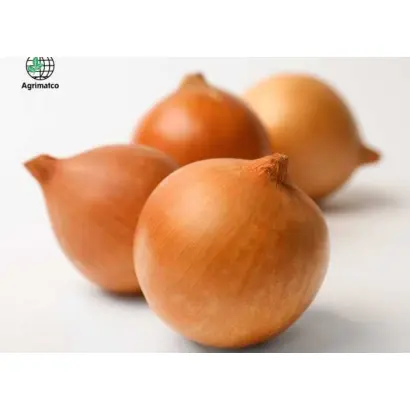 Bonita / Боніта