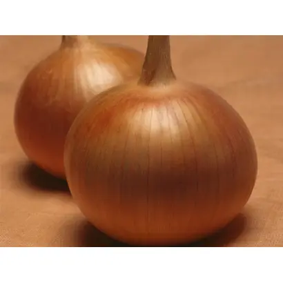 Bonus F1 / Бонус F1