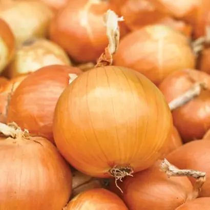 Bosko F1 / Боско F1