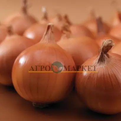 Bratko F1 / Братко F1