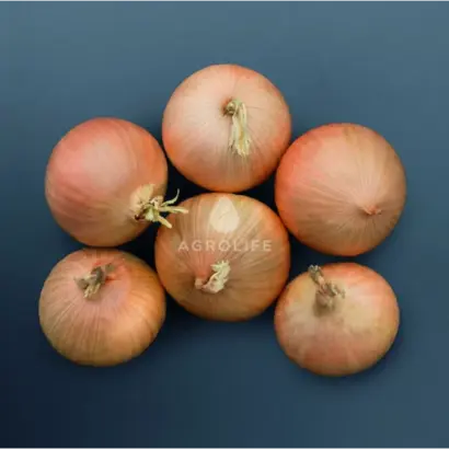 Bridger / Бріджер