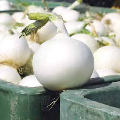 White Wing F1 / Вайт Вінг F1