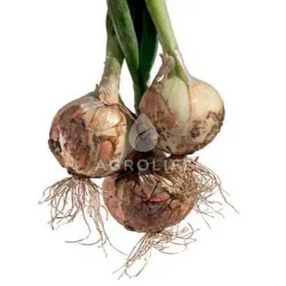 Verdon / Вердон