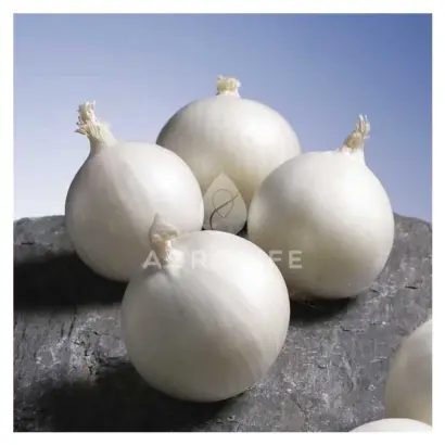 Gladstone / Гледстоун