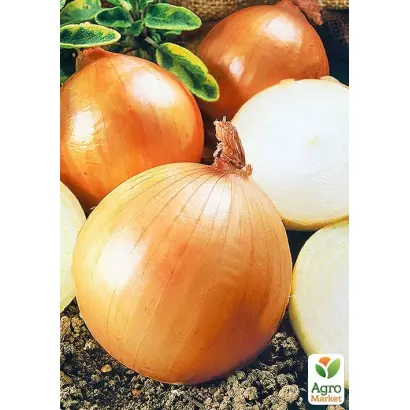 Гранд Еталон