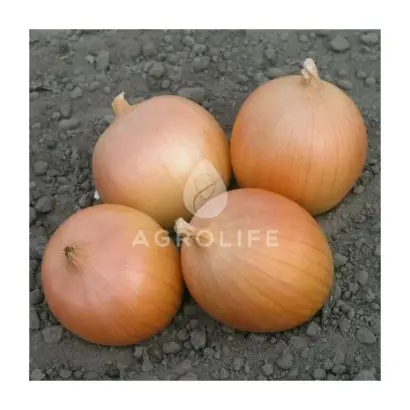 Daytona F1 / Дайтона F1