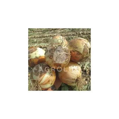 Derby F1 / Дербі F1