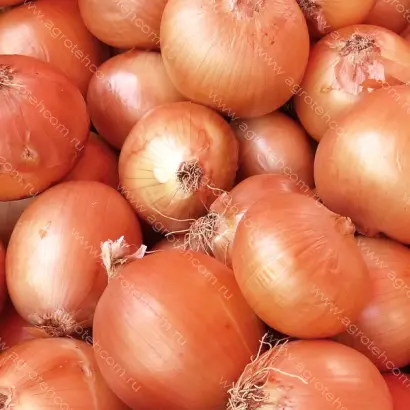 Jetset F1 / Джетсет F1