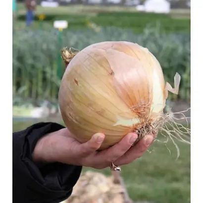 Exhibition / Ексібішн