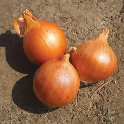 Elenka / Еленка