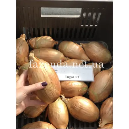 Ingot / Інгот