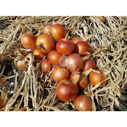 Калипсо / Каліпсо