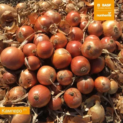 CAMPERO / КАМПЕРО