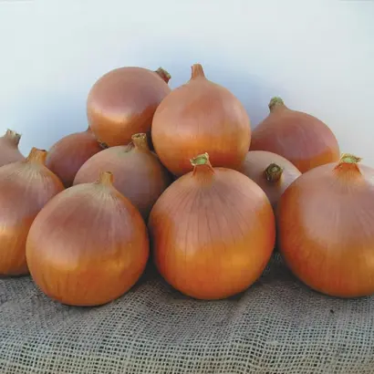 Katinka F1 / Катінка F1