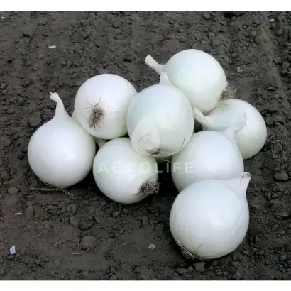 Cometa / Комета