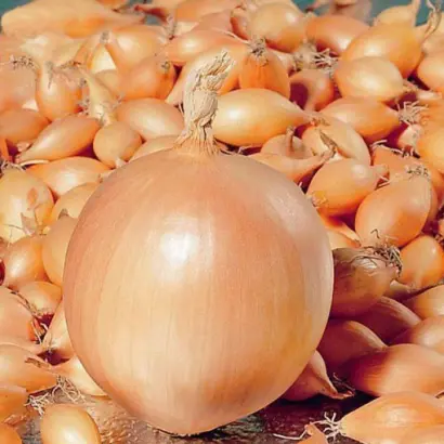 Coreon 1 / Кореон 1