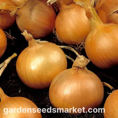 Kristine / Крістіне